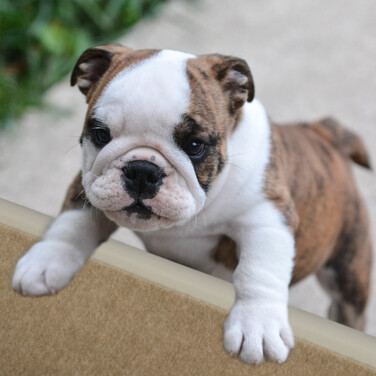 Relaxdays Dog Stairs, 4 Steps