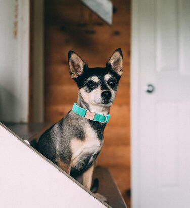 Набір повідка та нашийника для собак Aring Pet, XL, темно-зелений (Озеро Зелений)