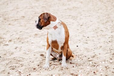 Елегантний шкіряний нашийник та поводок для собак - довговічний аксесуар для маленьких собак, підходить для осені, регульований, 1 шт.