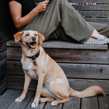 Нашийник для собак HUNTER LEMVIG, шкіряний, фіолетовий/темно-синій, розмір 45, Made in Germany