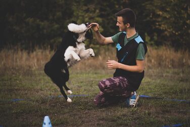Іграшка для собак Dingo у вигляді овечки з хутром, банджі-ручка, апорт для тренувань і перетягування, зелена