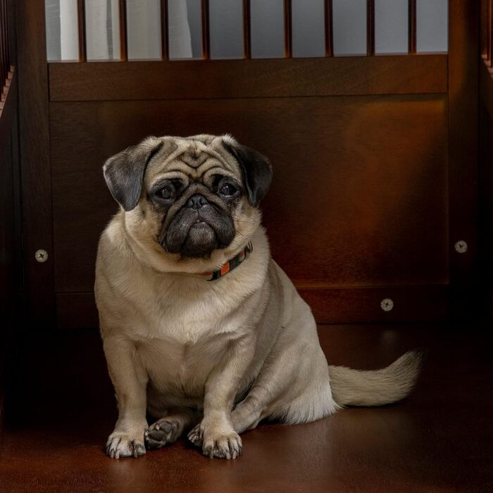 Клітка для собак PawHut, переноска для тварин, собача будка для середніх собак, переноска для собак в приміщенні, клітка для тварин з замком, коричнева, 80,5 x 59,5 x 67,5 см