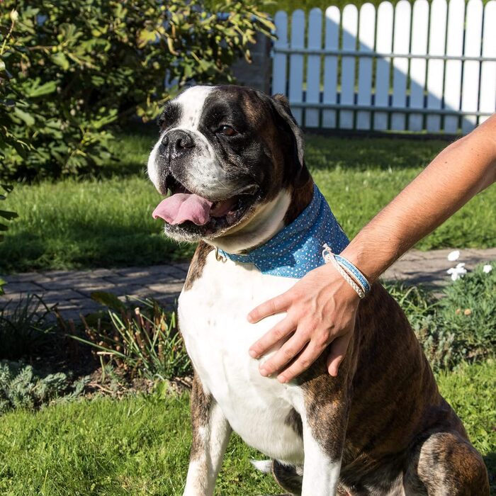Pettsie Dog Bandana with Collar and Friendship Bracelet, Adjustable Sizes S, M, and L, Detachable Bandana Fabric, Attractive Packaging Included, Dog Lover, L, (M 33-50.8cm, Blue)