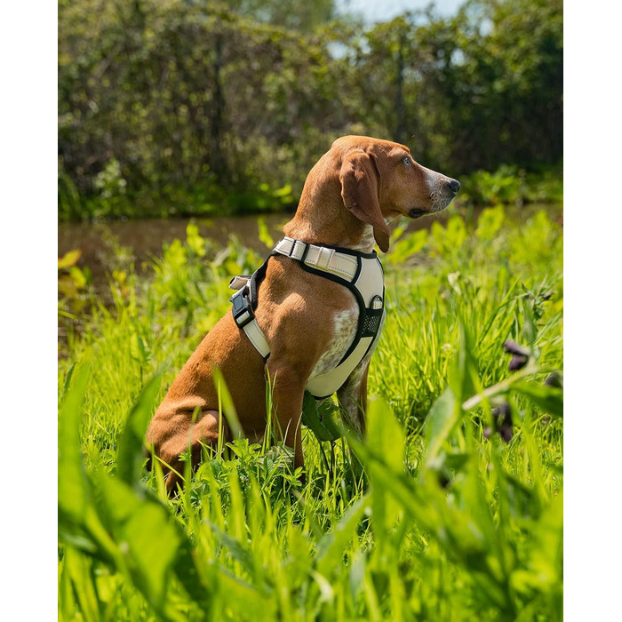 Нашийник для собак Lionto, м'який нейлон, розмір S, анти-тяга, 2 кільця, 4 регульовані ремінці, 2 застібки, гумовий хват, бежевий