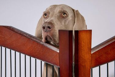 Дерев'яний вольєр для собак Dobar® розмір M з функцією столу - вольєр-будка для собак, 83 x 55 x 59 см, білий (коричневий, L 101 x B 71 x H 80 см)