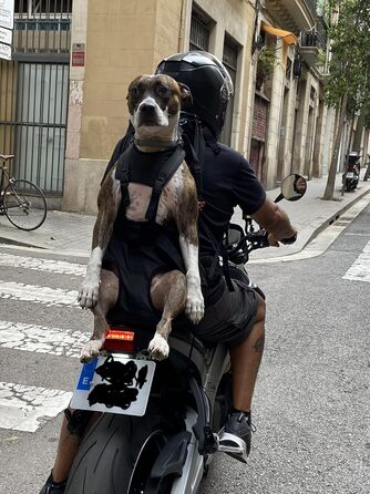 Преміум рюкзак для собак, переноска для собак 11-18 кг, система підтримки 4-х ременів