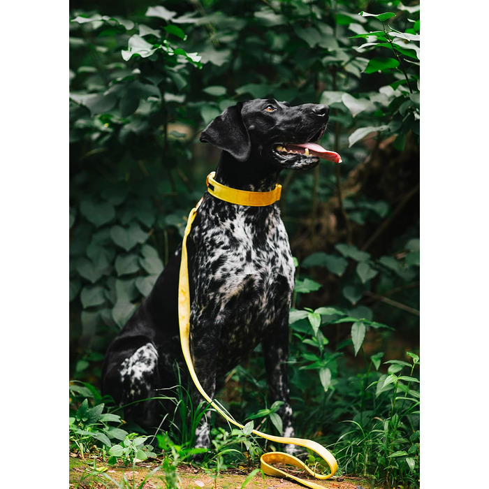 Набір повідка та нашийника для собак Aring Pet, зручний регульований набір для хлопчиків та дівчаток, темно-зелений (XS, темно-жовтий)