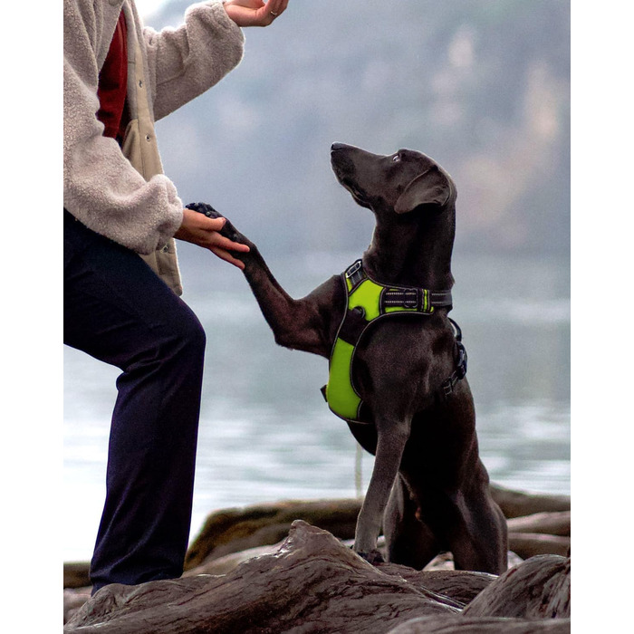 Нашийник для собак Joytale середнього розміру, світловідбиваючий, дихаючий, регульований, з ручкою для тренувань, M (1 шт., зелений)