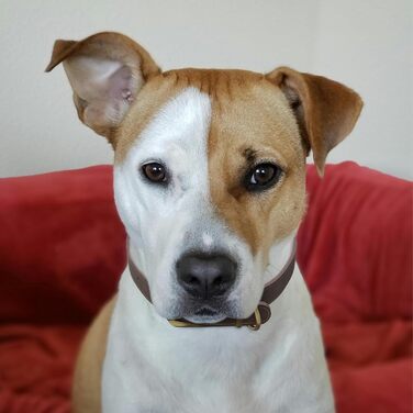 Нашийник для собак з натуральної шкіри, великих порід, з металевою застібкою та кільцем, регульований