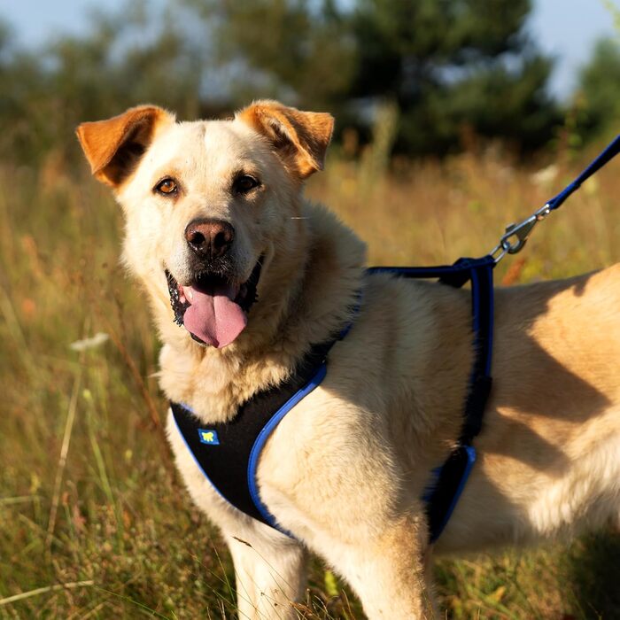 Нашийник для собак середнього розміру Ferplast ERGOCOMFORT, регульований, з м'якою підкладкою, подвійний мікрорегулятор, швидка застібка, сріблястий (блакитний), обхват шиї 64-74 см, обхват грудей 82-92 см