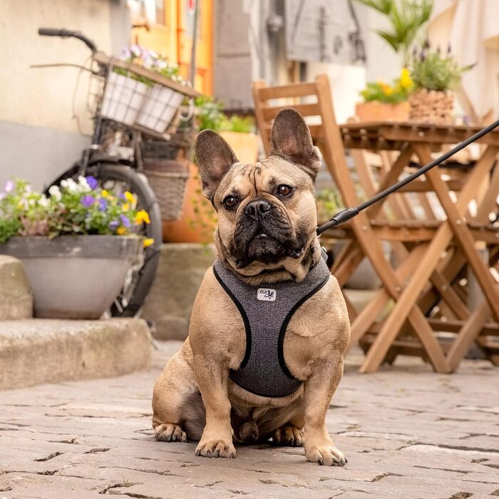 Шлейка для собак Merino curli Clasp чорна L