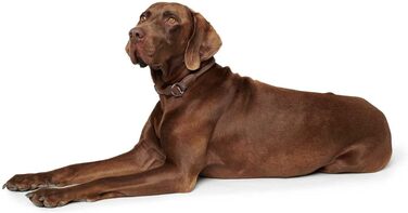 Сбруя Hunter Dressurhalsung ROUND & SOFT для конкурного та тренувального верхового лицеміря, з м'якої шкіри, оброблена для захисту шерсті, регульована, міцна, Made in Germany, колір: коричневий, розмір: L