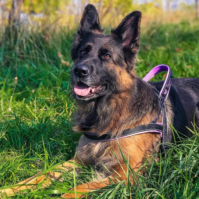 Нашийник для собак Ferplast Sport Dog, середній розмір, сірий, з практичним затвором, м'якою підкладкою та світловідбиваючими швами