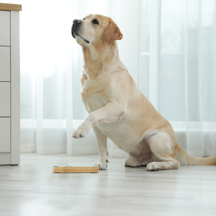 Relaxdays Interactive Dog Toy