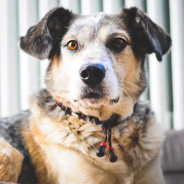 Нашийник для собак Ganzoo EM з кераміки та паракорду 550, розмір L (52-64 см), чорний, регульований