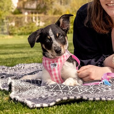 Шлейка для собак Curli Clasp Air-Mesh M (Рожевий-Каро) з повідком