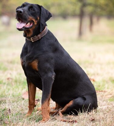 Нашийник для собак Джек Рассел Тірріер Amy - шкіряний нашийник з натуральної шкіри, з підкладкою та міцний - двошаровий нашийник для собак маленьких, середніх та великих порід (M, Коричневий) M (37.0-44.0 см)