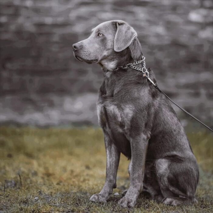 Нашийник для собак Sprenger з прохідною ланцюгом 3 мм, нержавіюча сталь, для коротко- та довгошерстих порід до 55 кг, сріблястий (45 см)