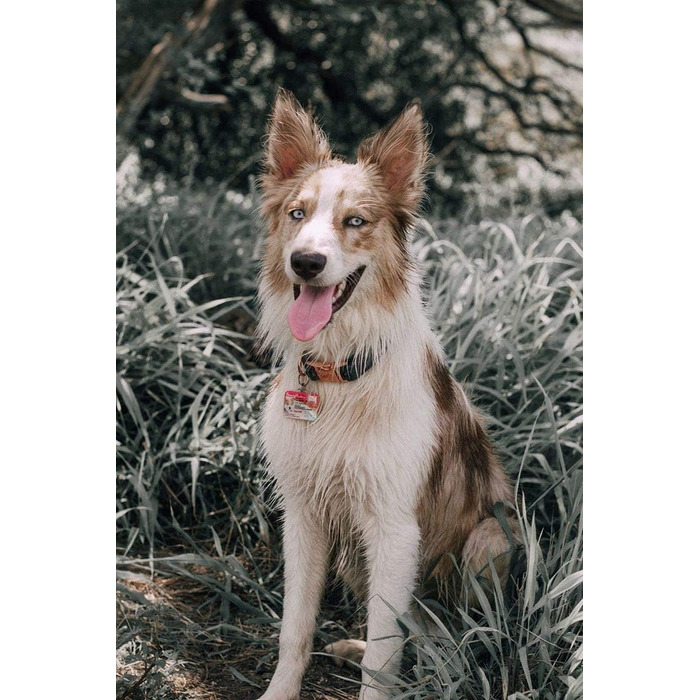 Набір повідка та нашийника для собак Aring Pet, оксамитовий нашийник та повідок, регульований нашийник для маленьких, середніх та великих собак, блакитний