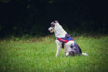 Шлейка Julius-K9 IDC Powergeschirr для собак Ameri-Canis, розмір M/0 (обхват грудей 58-76 см), з двома патчами