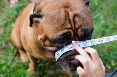 Металевий нашийник-маска для Французького бульдога L&J Pets | Міцний нашийник-маска для Frenchie з чорним полімерним покриттям
