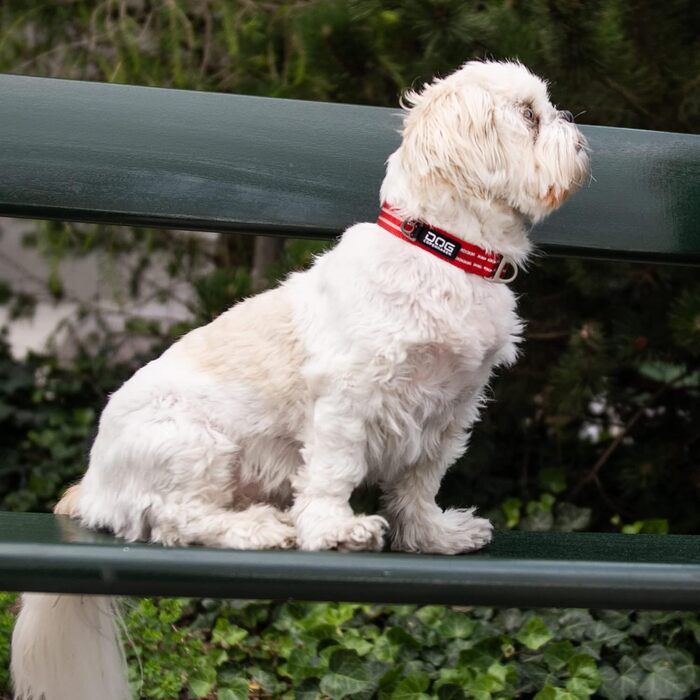 Нашийник для собак DOG Copenhagen Urban Style Classic Red, розмір L (Червоний)