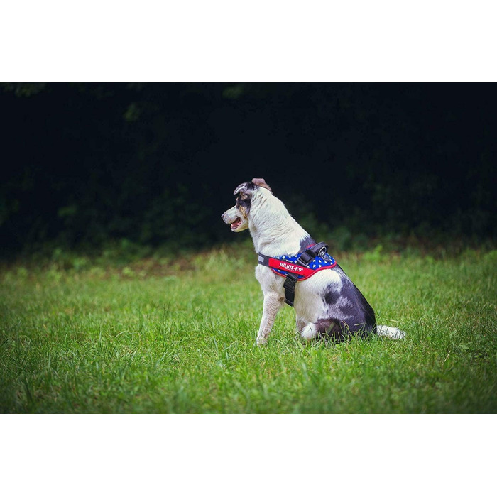 Шлейка Julius-K9 IDC Powergeschirr для собак Ameri-Canis, розмір M/0 (обхват грудей 58-76 см), з двома патчами