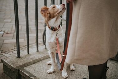 Нашийник для собак HUNTER Neopren Vario Plus, нейлон, неопрен, регульований, з поглинанням ударів, комфортний, розмір L/2,5