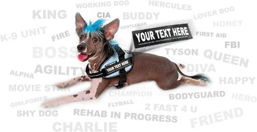 Шлейка Julius-K9 IDC Powergeschirr для собак Ameri-Canis, розмір M/0 (обхват грудей 58-76 см), з двома патчами