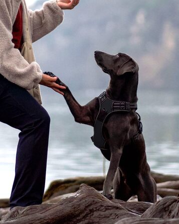 Шлейка для собак середнього розміру Joytale, світловідбиваюча, дихаюча, з ручкою для тренувань, чорна, M (1 шт.)