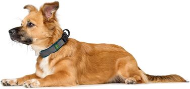 Нашийник для собак HUNTER Maldon, petrol, дихаюча сітка, міцний нейлон, безшумний, гіпоалергенний, з регулюванням натягу, з адресником, легкий, розмір S