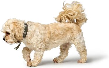 Нашийник для собак HUNTER München, зелено-коричневий, шкіряний, з вишуканими деталями, м'який та міцний, не травмує шерсть, екологічний, Made in Germany, розмір 50