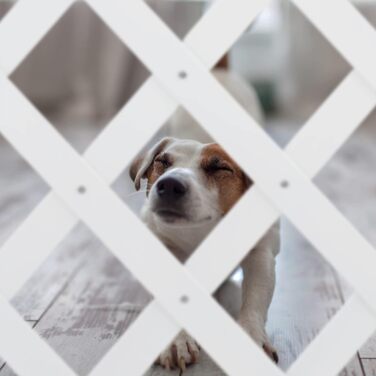 Захисне ворота для собак Relaxdays, висувне до 108,5 см, бамбук, для захисту сходів та дверей, біле