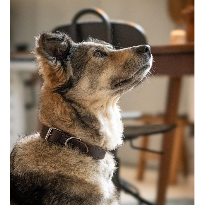 Нашийник для собак Jack Russell з жирової шкіри, ручної роботи – міцний шкіряний нашийник для собак маленьких, середніх та великих порід, Fat-Tony (XL), розмір 47-57 см