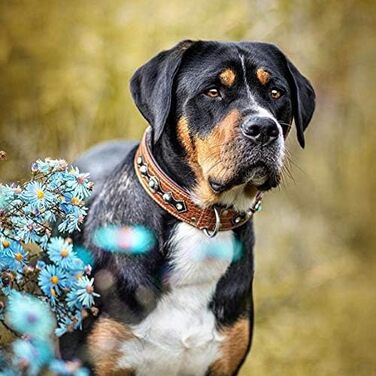 MICHUR Lakota Dog Leash, Leather, Flat Leash, Leather Lead Dog, MATCHES Lakota Collar, Brown, Leather Size (approx.) 150x2.5cm (Neck circumference 30-34.5cm)