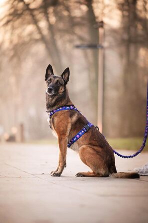 Шлейка для собак середніх порід | Не вбирає вологу | Регульована | З контролем | Легка класична шлейка для собак | Dog Harness - M (Cosmic Bloom, S - виміряйте собаку)