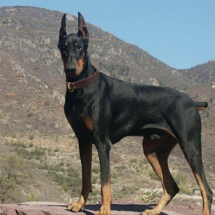 Нашийник для собак з натуральної шкіри, великих порід, XXL - міцний нашийник з латунною застібкою та D-подібним кільцем