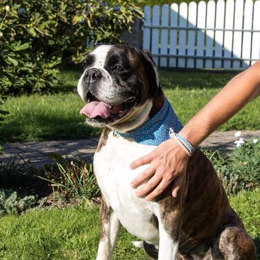Pettsie Dog Bandana with Collar and Friendship Bracelet, Adjustable Sizes S, M, and L, Detachable Bandana Fabric, Attractive Packaging Included, Dog Lover, L, (M 33-50.8cm, Blue)