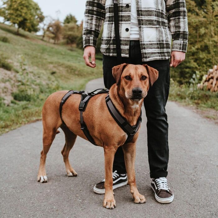 Нашийник захисний Maldon чорний/сірий, розмір M-L