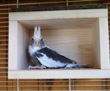 Vogelgaleria® Sweet Birdhouse, Wooden Sleep House for Bird Cages or Aviaries | Loved as a Sleeping Place and Shelter for Budgies, Cockatiels, and Lovebirds | Bird Cage Accessories Birdhouse