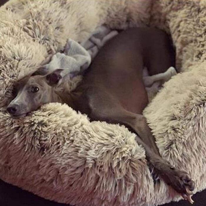 М'яке ліжко для собак Haoye, кругла подушка для домашніх тварин, ліжко для котів та собак Donut, зручне ліжко для собак, приємне на дотик (діаметр 50-120см / 7 розмірів), діаметр 60см (Хакі, 120см)