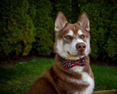 Нашийник для собак Lionheart Glory з візерунком клітинки, регульований м'який нашийник з метеликом, нашийник з бантиком для середніх собак, подарунок для домашніх тварин, червоно-зелена клітинка (1 шт.)