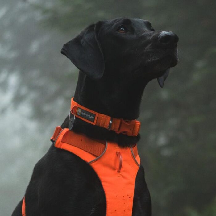 Нашийник для собак Ruffwear Front Range з V-подібним кільцем, регульований, зручний, м'який, для повідка, 11'-14' (Blaze Orange, 14'-20')