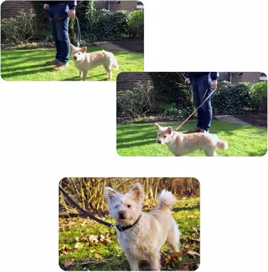 Leather Dog Lead - Training Lead - Leather Lead for Dog - Lead 3-Way Adjustable, for all Dogs (230cm, Beige)