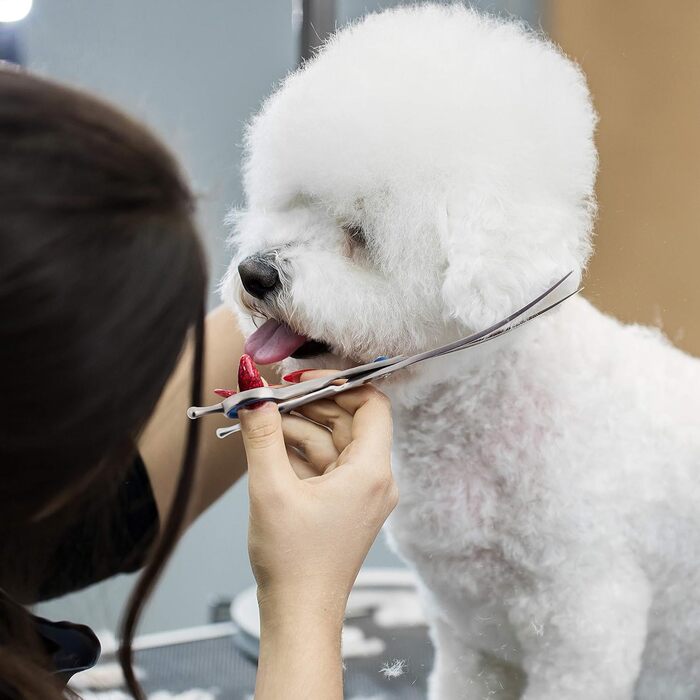 Професійний набір для догляду за собаками Bizzarre.ly – набір інструментів для грумінгу собак та домашніх тварин. Включає ножиці для шерсті, ножиці для фінальної обробки, вигнуті ножиці та гребінець для собак та котів.