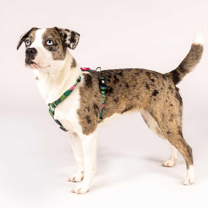 Нашийник для собак Max & Molly H-подібної форми, Ultracomfort, Tropical/M, з неопрену, для середніх собак, з м'якою підкладкою, безпечний та ультралегкий