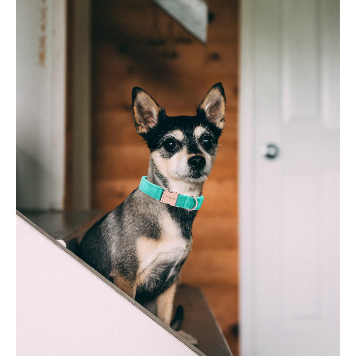 Набір повідка та нашийника для собак Aring Pet, XL, темно-зелений (Озеро Зелений)