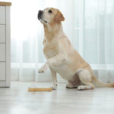 Relaxdays Interactive Dog Toy