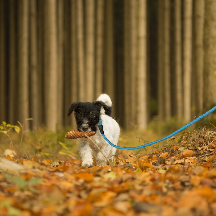 Relaxdays Padded Dog Leash Blue 150 cm