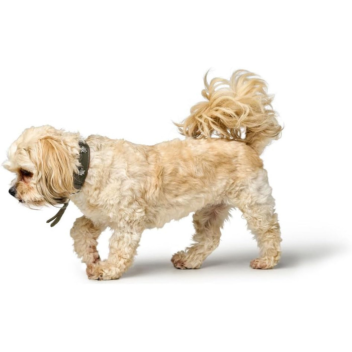 Нашийник для собак HUNTER München, зелено-коричневий, шкіряний, з вишуканими деталями, м'який та міцний, не травмує шерсть, екологічний, Made in Germany, розмір 50